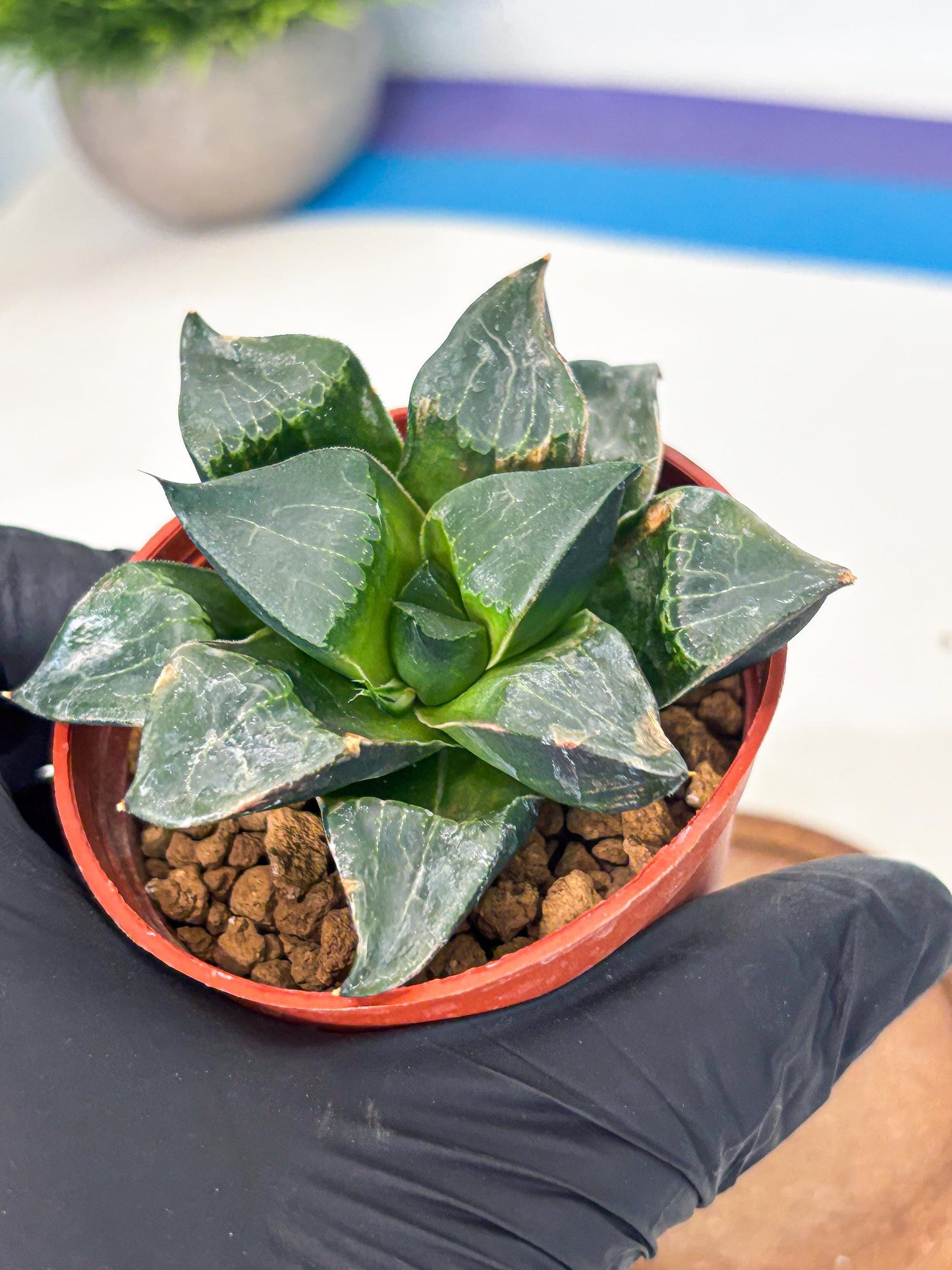 Haworthia Long Xi (wa7) (b7) | Rare Import