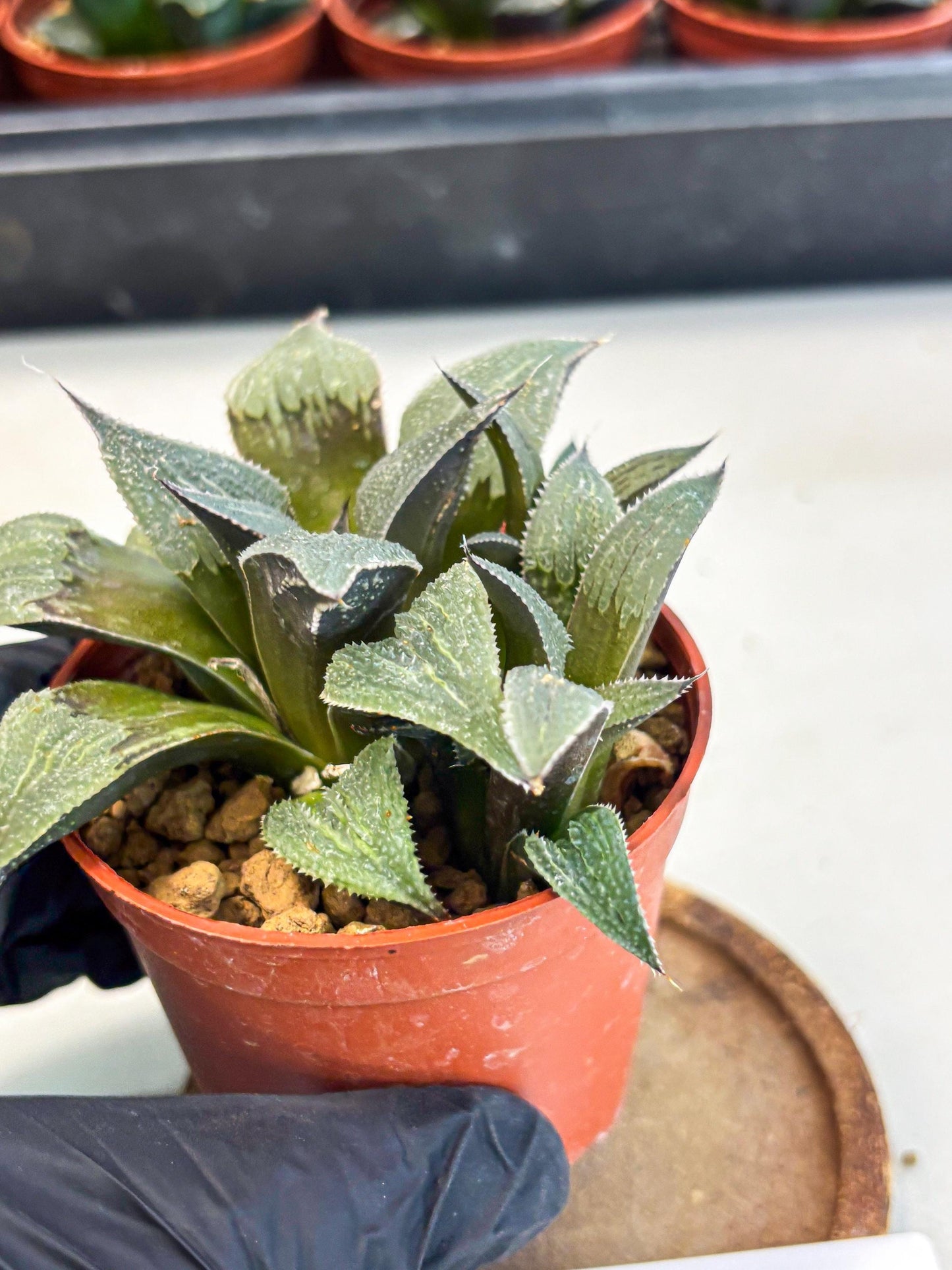 Haworthia Lu Zhi Xing (wa7) (r1) | Rare Import