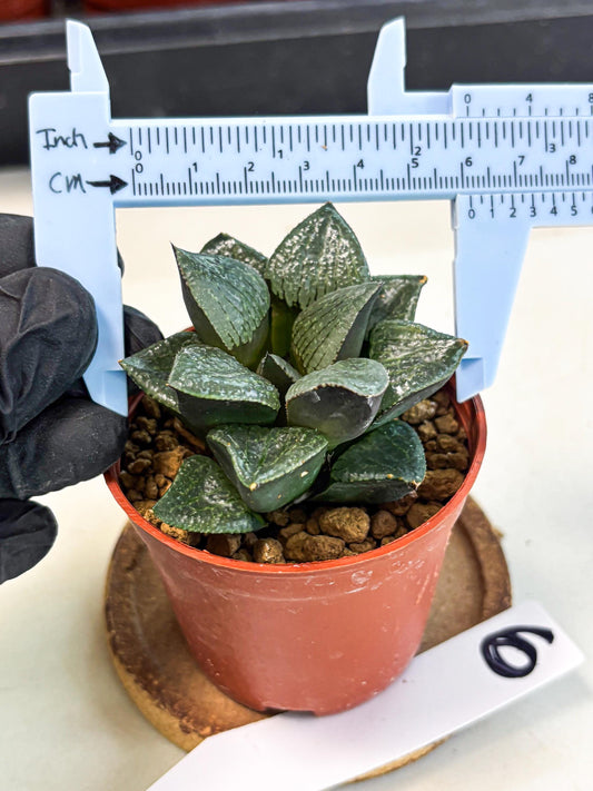 Haworthia Xianggua Dao (wa7) (6g) | Rare Import