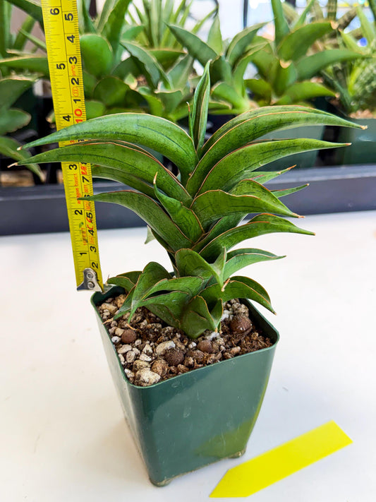 Sansevieria Zeleno Caj (xl1) (y) | Imported Plants