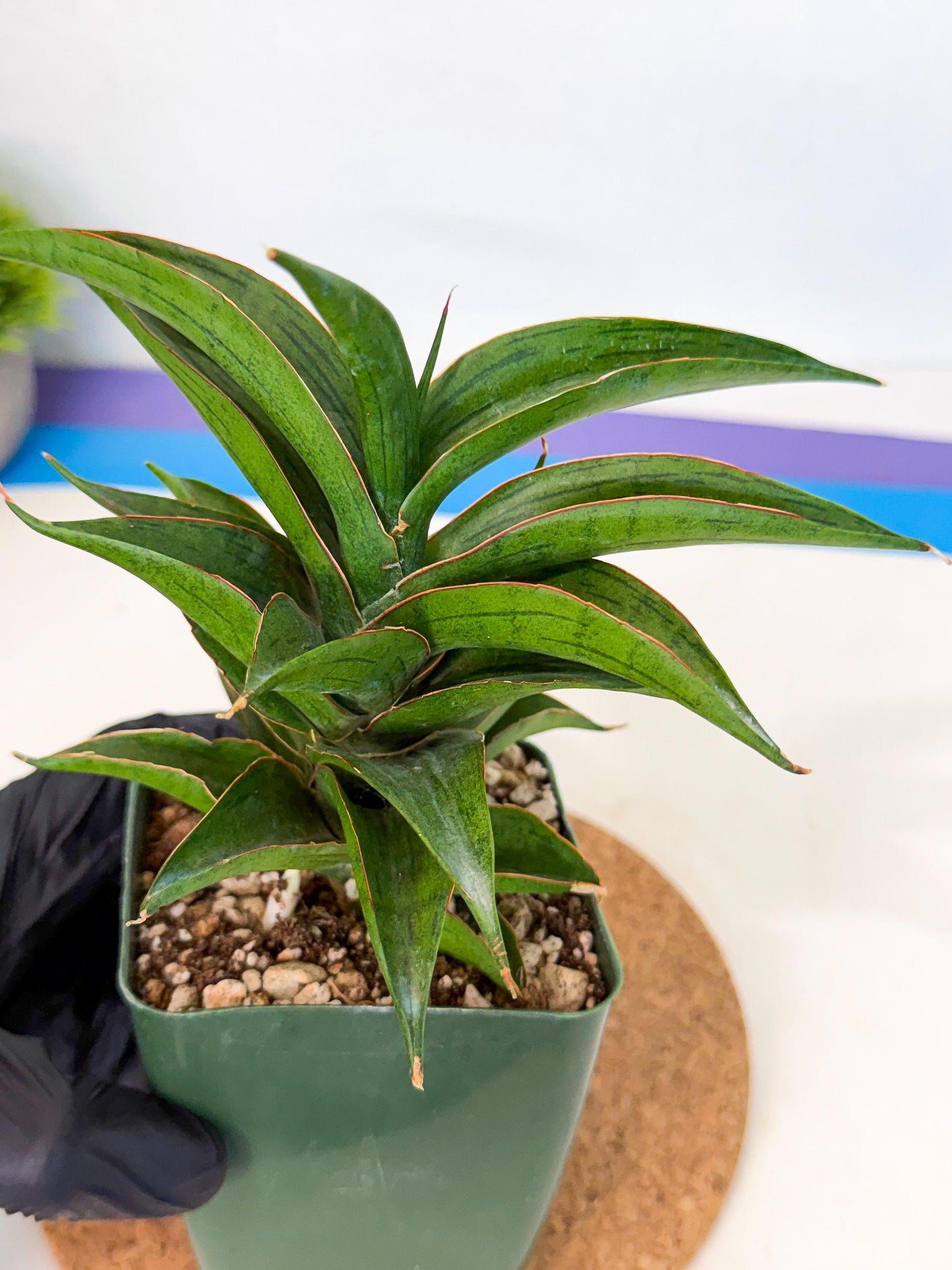 Sansevieria Zeleno Caj (xl1) (y) | Imported Plants