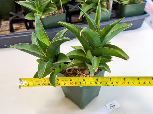Sansevieria Maya (xL1) (18) | sale