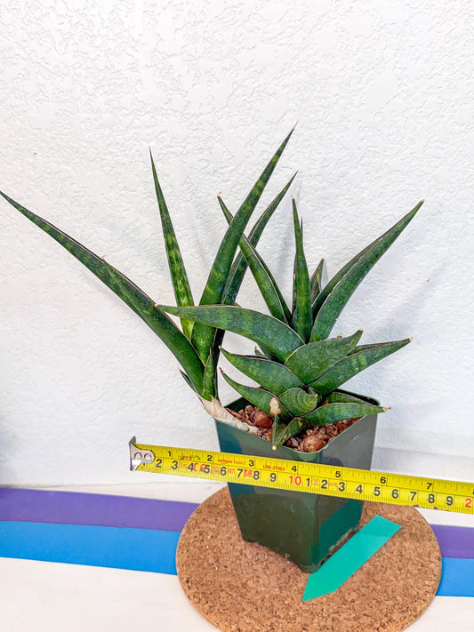 Sansevieria Prabu (xl2) (g) | Rare Snake Plant