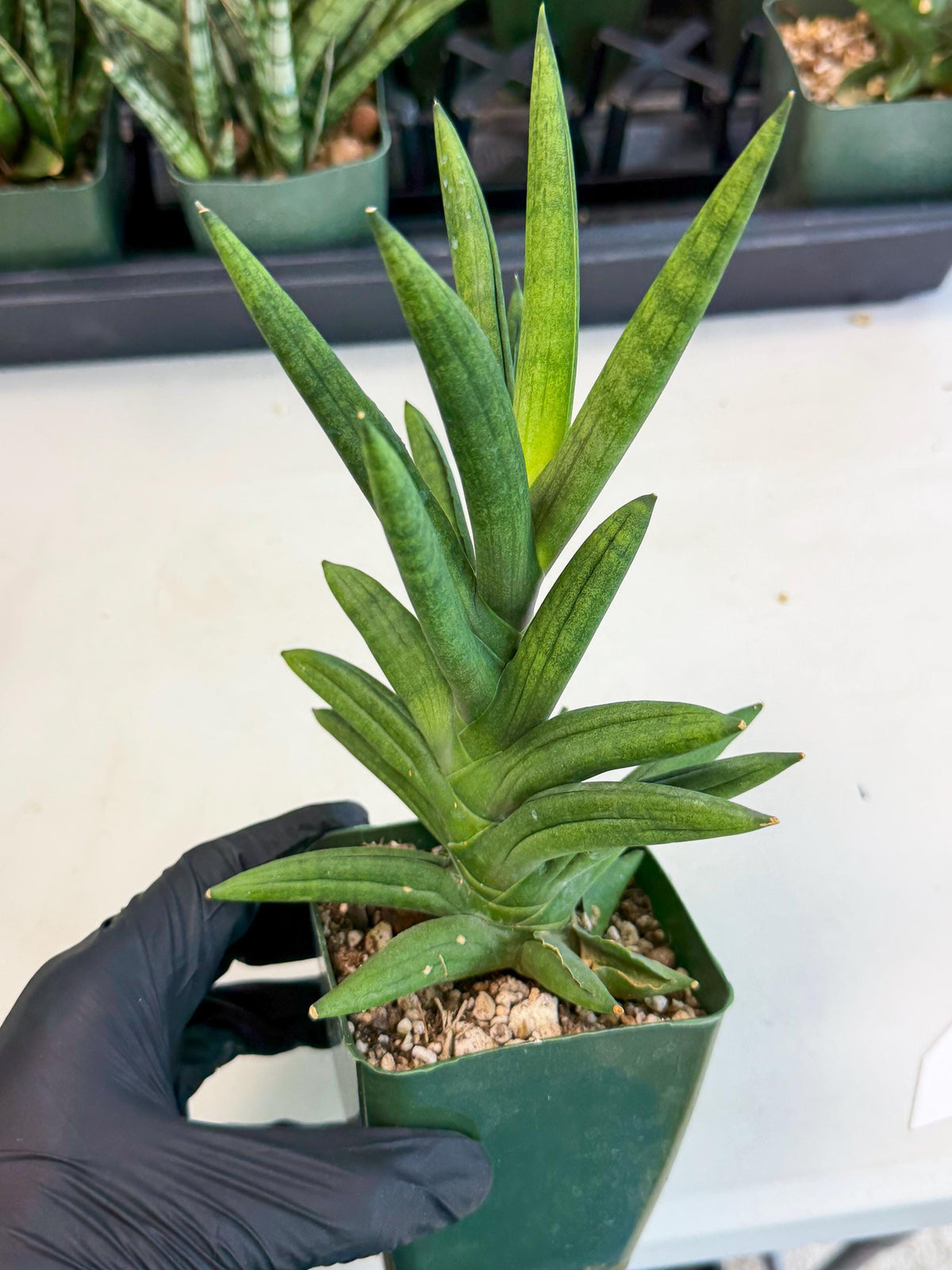 Sansevieria Virdi lisciu (xl2) (1) | Rare Hybrids