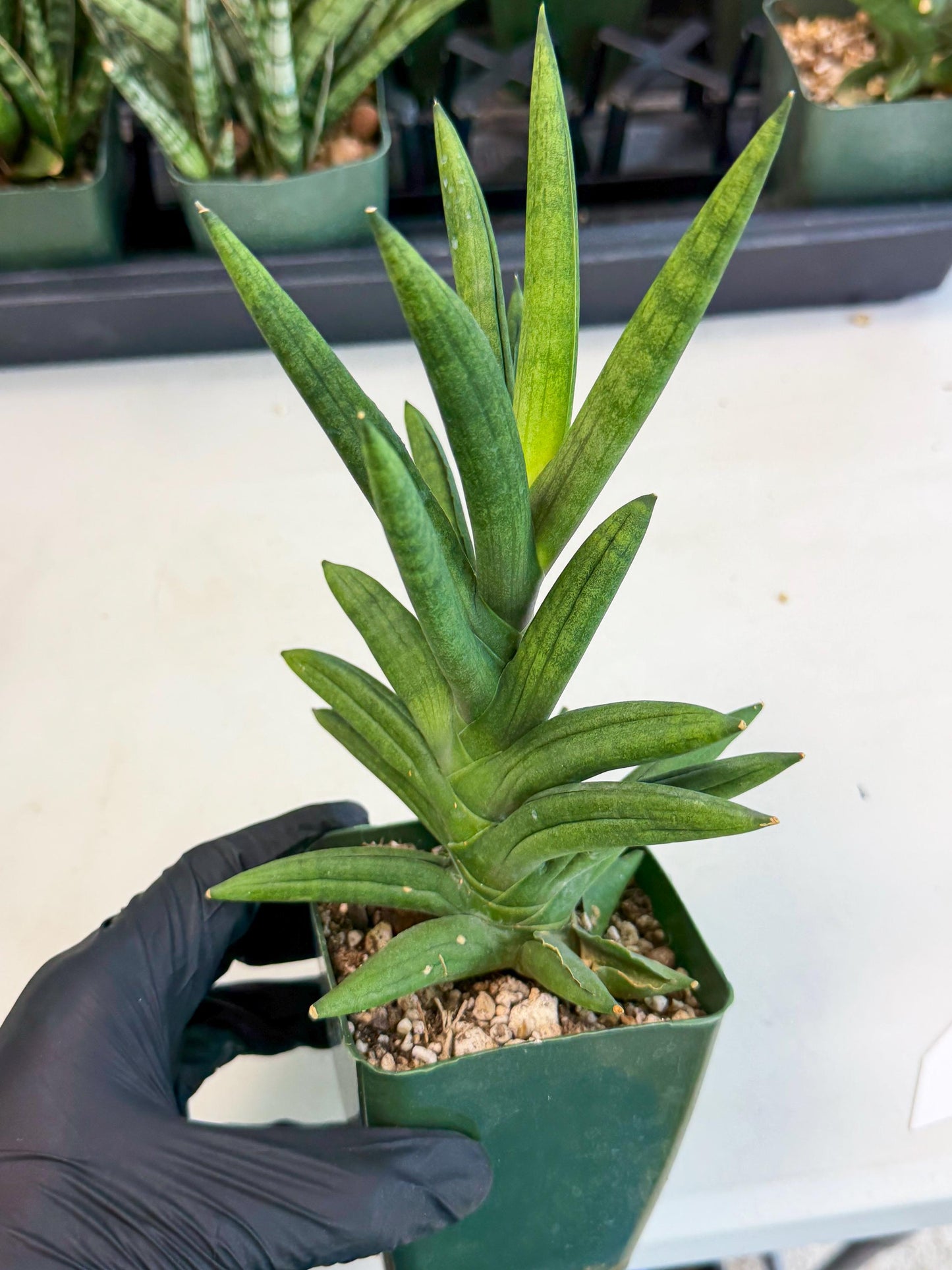 Sansevieria Virdi lisciu (xl2) (1) | Rare Hybrids