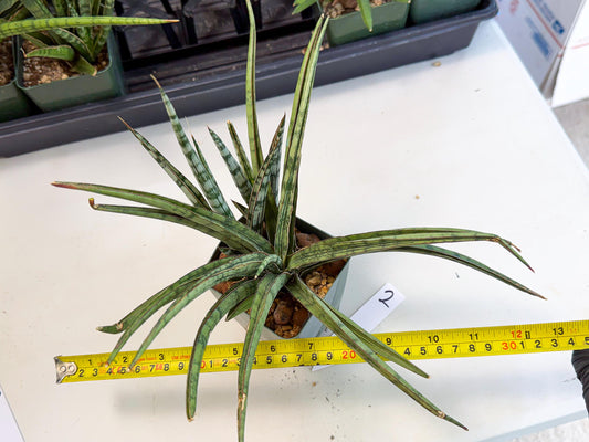 Sansevieria Crown up (xl2) (2) | Imported Sansevieria