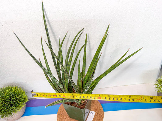 Sansevieria Crown up (xl2) (4) | Imported Sansevieria