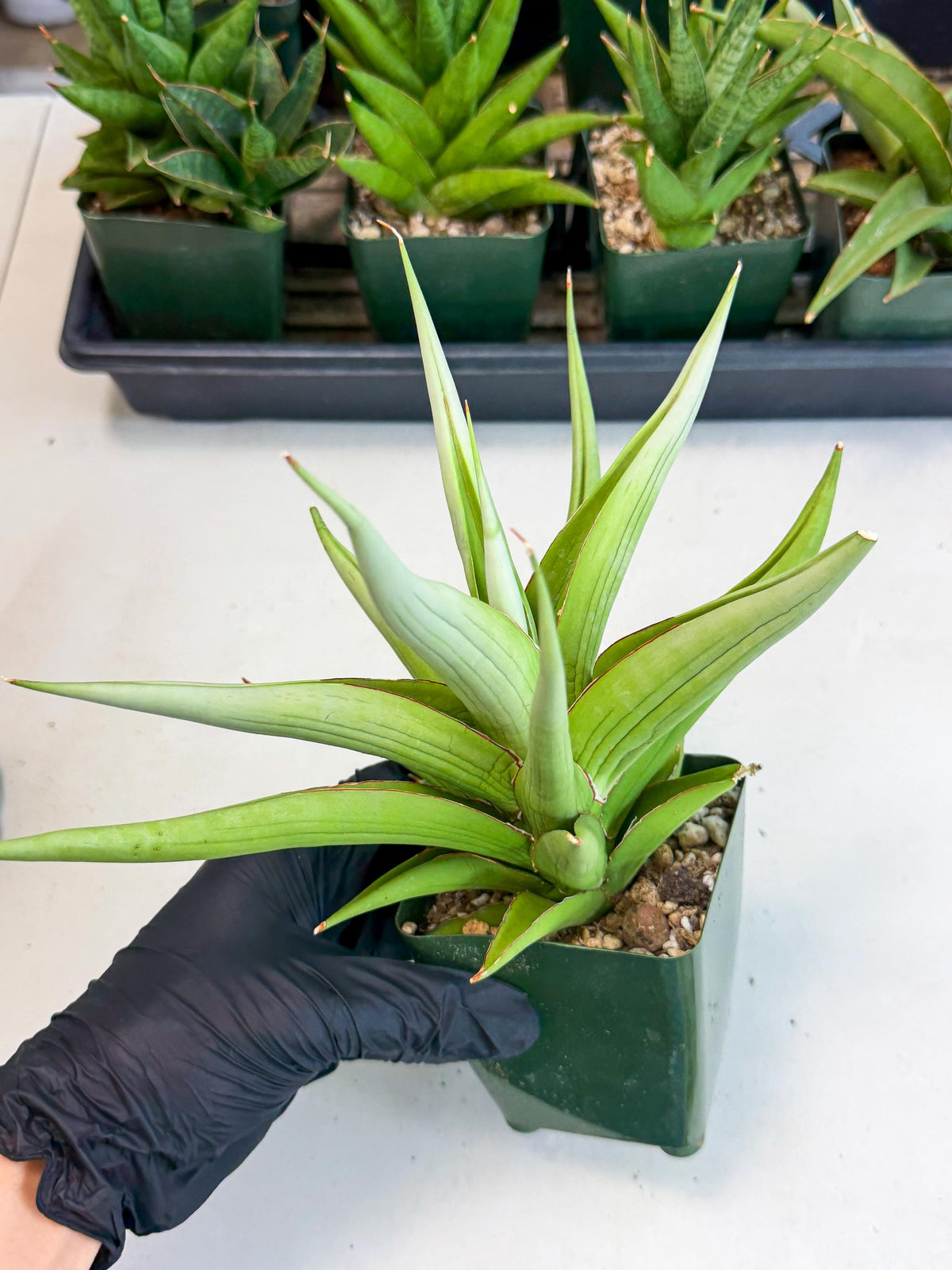 Sansevieria Bai bid (xL3) (y) | Imported Sansevieria