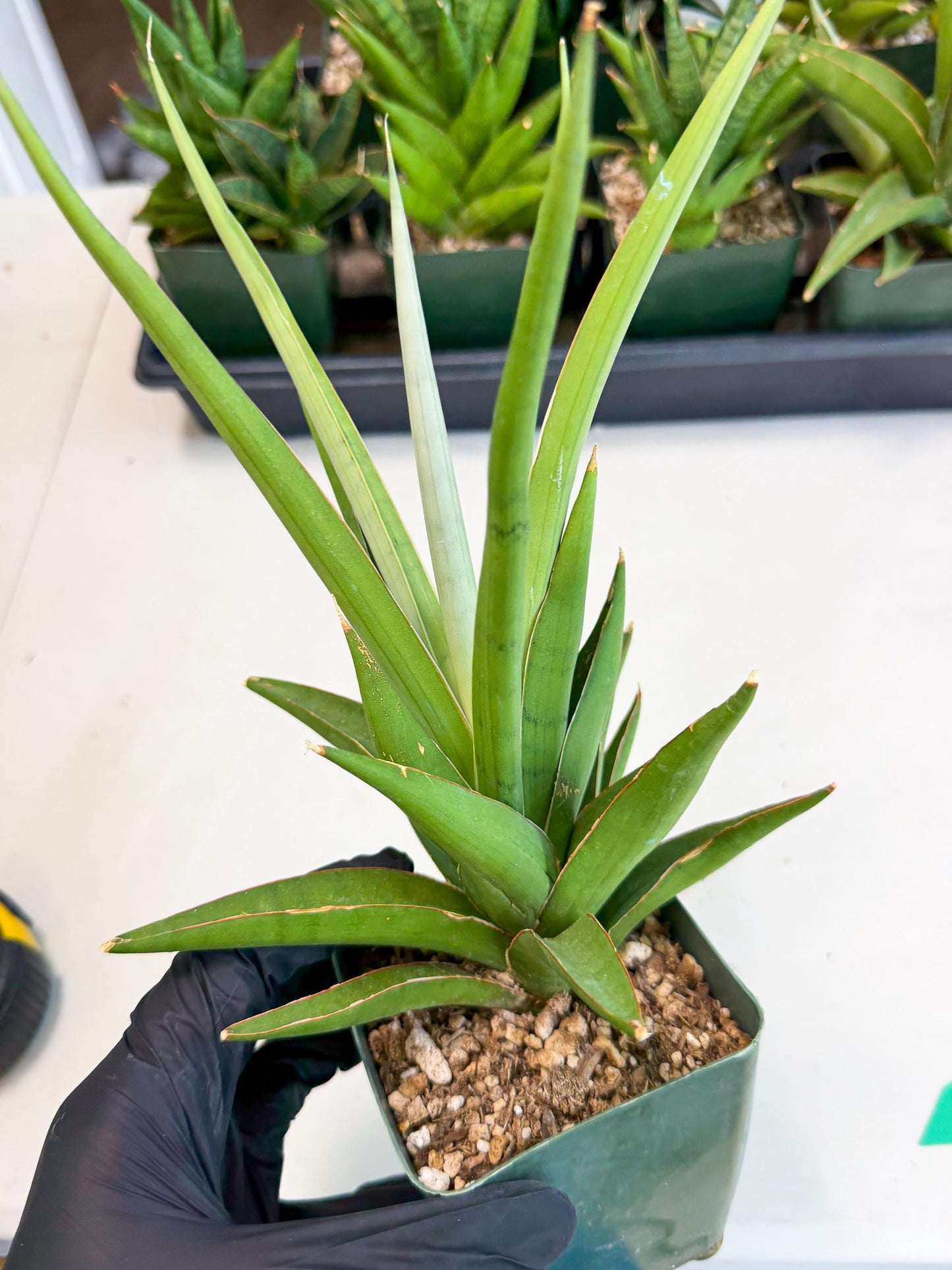 Sansevieria Bai Bid (xl3) (g) | Imported Plant