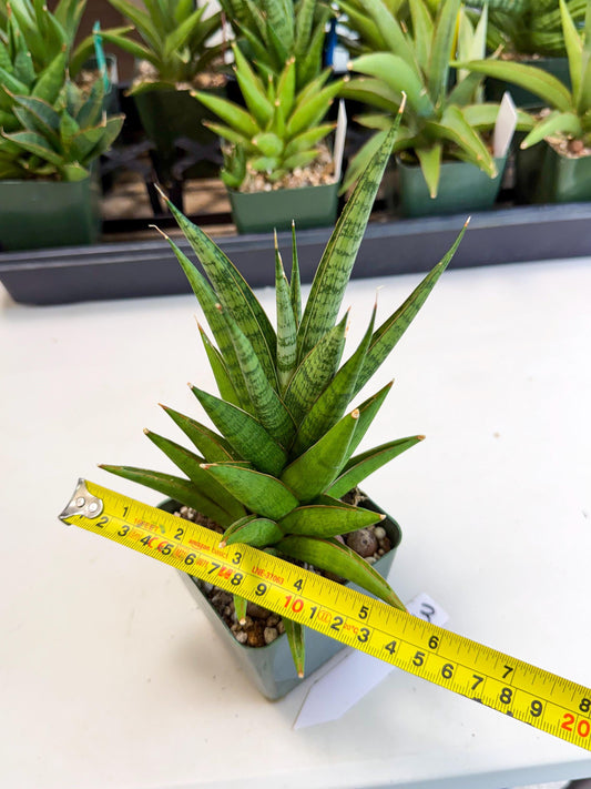 Sansevieria Rock Man (xl3) (3) | Rare Hybrids