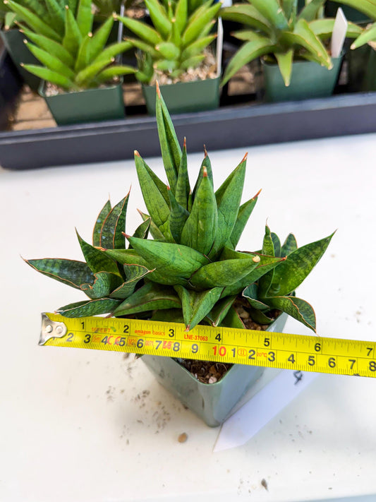 Sansevieria Rock Man (xl3) (4) | Rare Hybrids