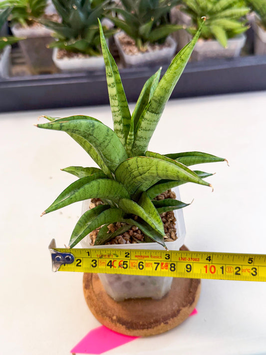 Sansevieria Soursop (ca1) (p) | Rare Import