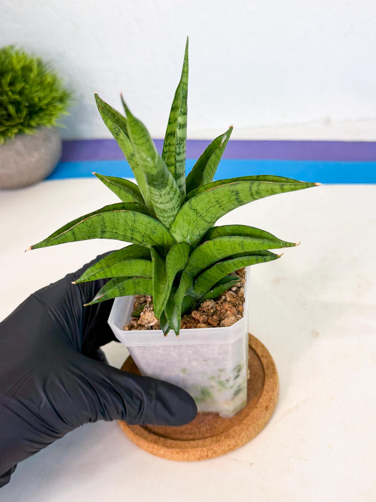 Sansevieria Soursop (ca1) (p) | Rare Import