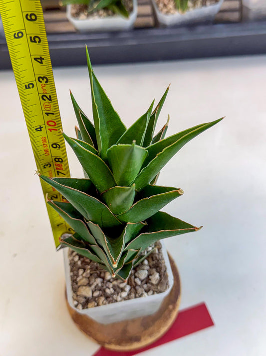 Sansevieria Tower Blue (ca1) (r) | Hybrid