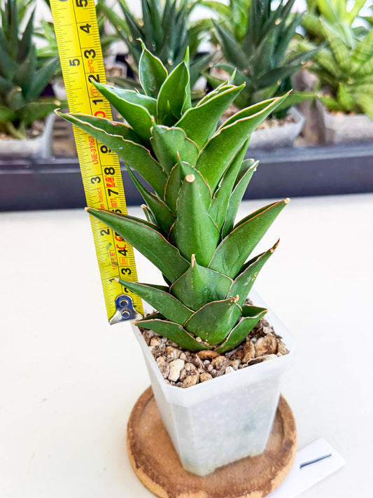 Sansevieria Tower Blue (ca1) (1) | Hybrid
