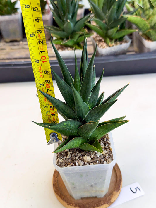Sansevieria Boo (Ca1) (5) | Imported Plant