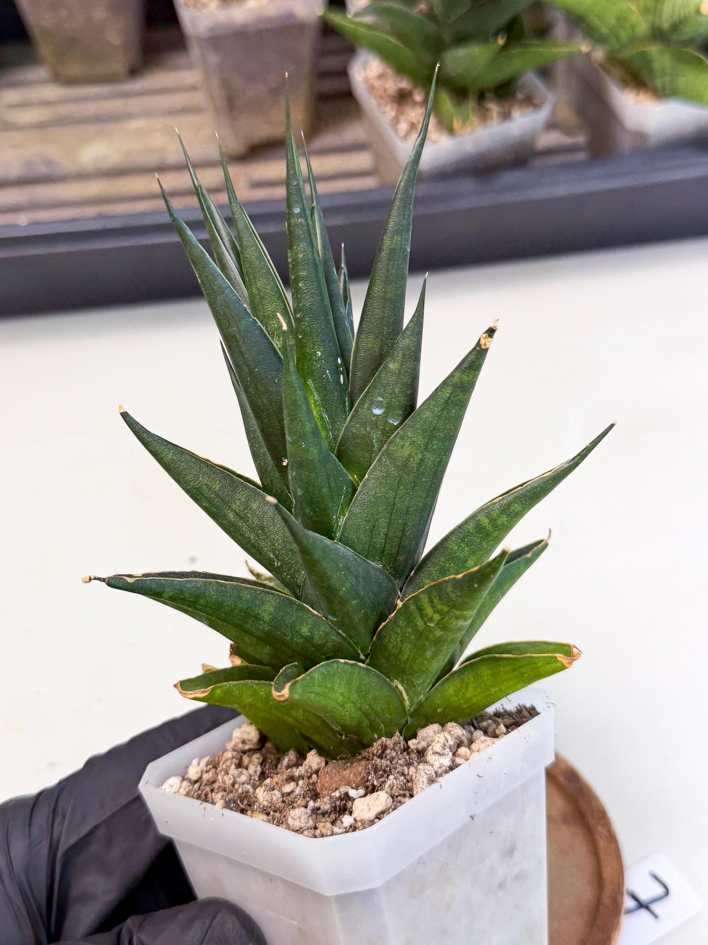 Sansevieria Boo (Ca1) (7) | Imported Plant