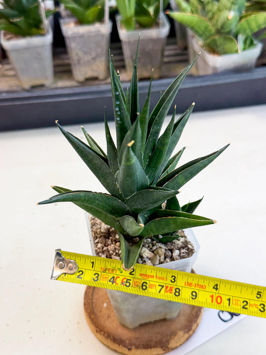 Sansevieria Boo (Ca1) (8) | Imported Plant