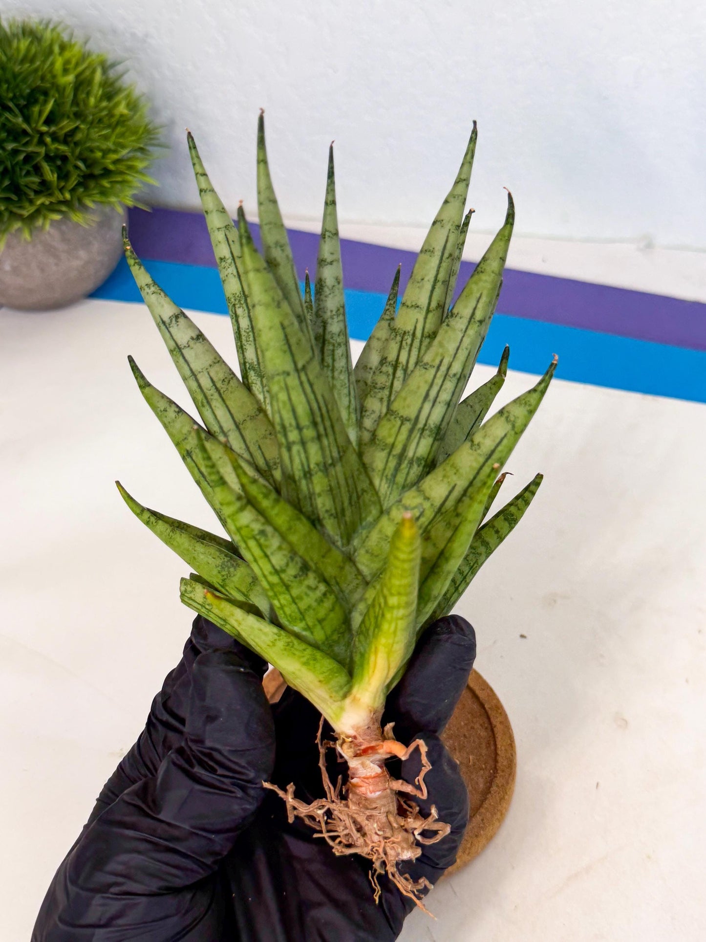 Sansevieria Himalayan (ca1) (13) | Imported Plants