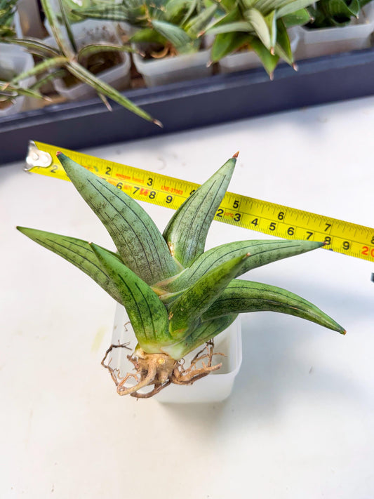 Sansevieria Supper Chubby (ca2) (p) | Rare House Plant