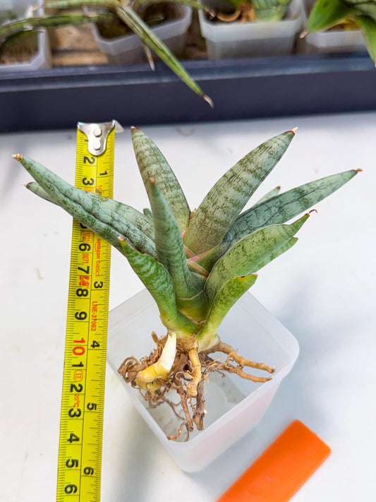 Sansevieria NangFon (ca2) (o) | Imported Sansevieria