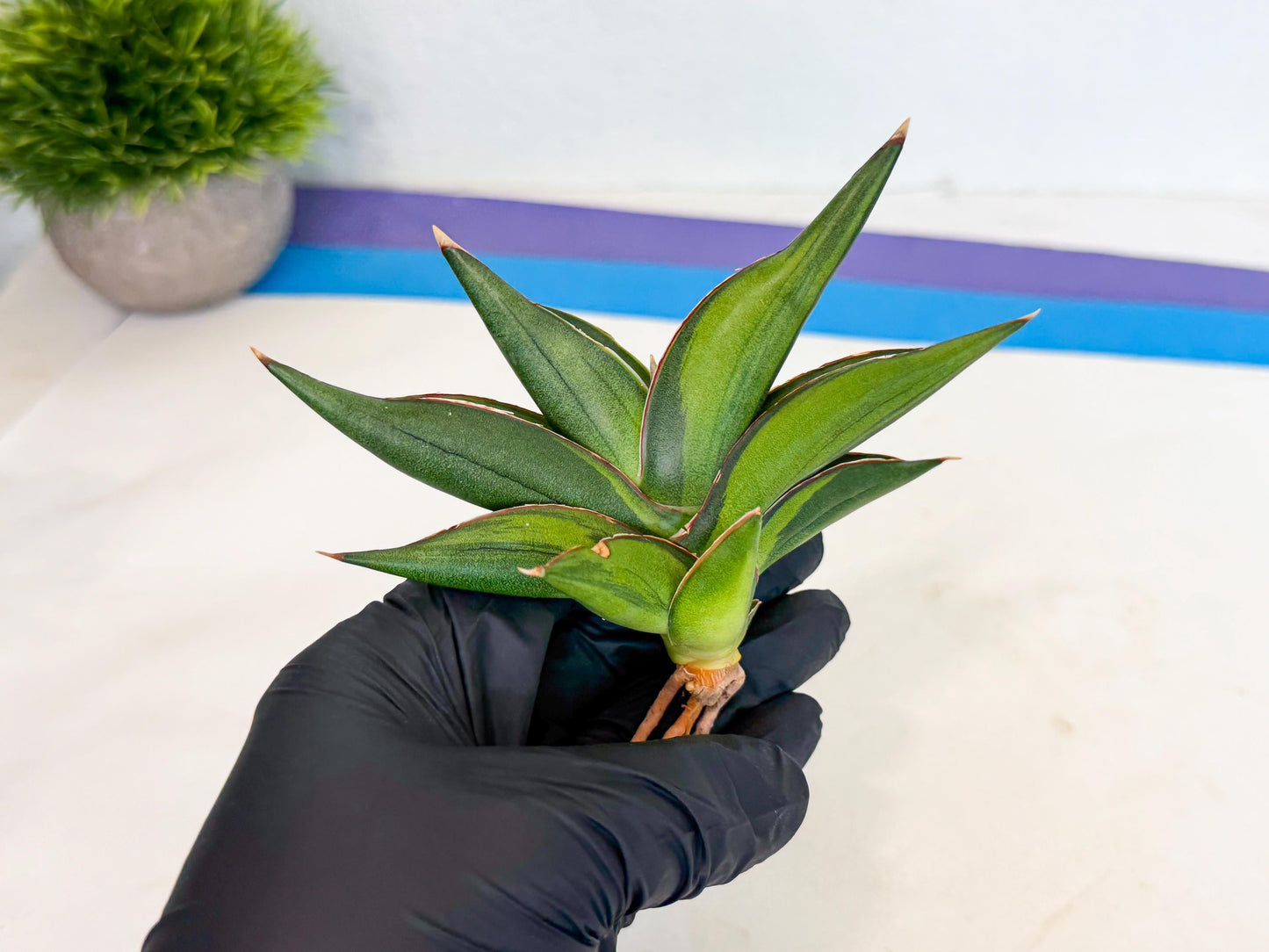 Sansevieria Sawasdee Var (ca2) (1) | Imported House Plants