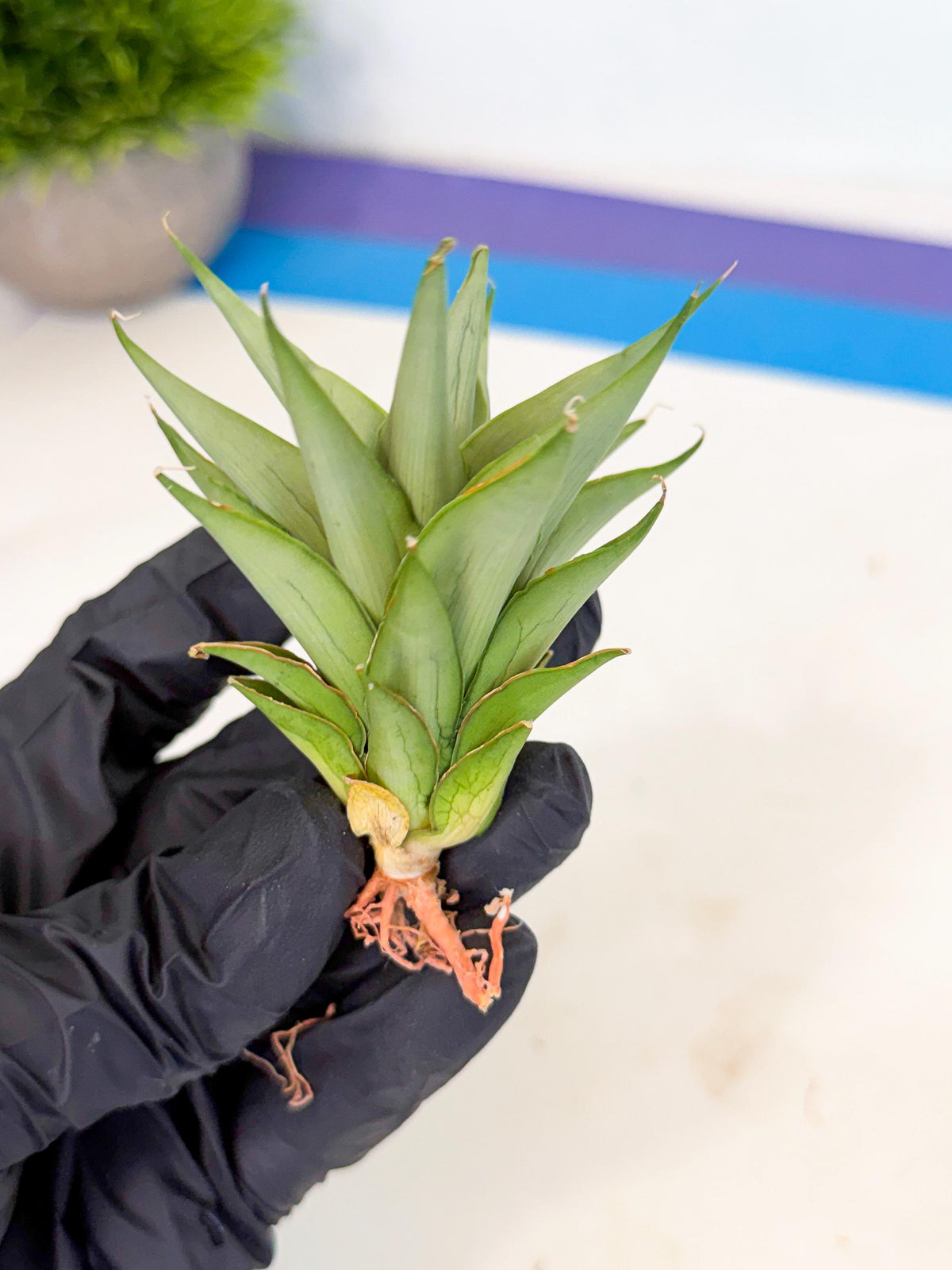Sansevieria Helen (ca2) (5) | Rare Plant