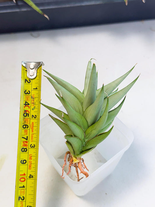 Sansevieria Helen (ca2) (4) | Rare Plant