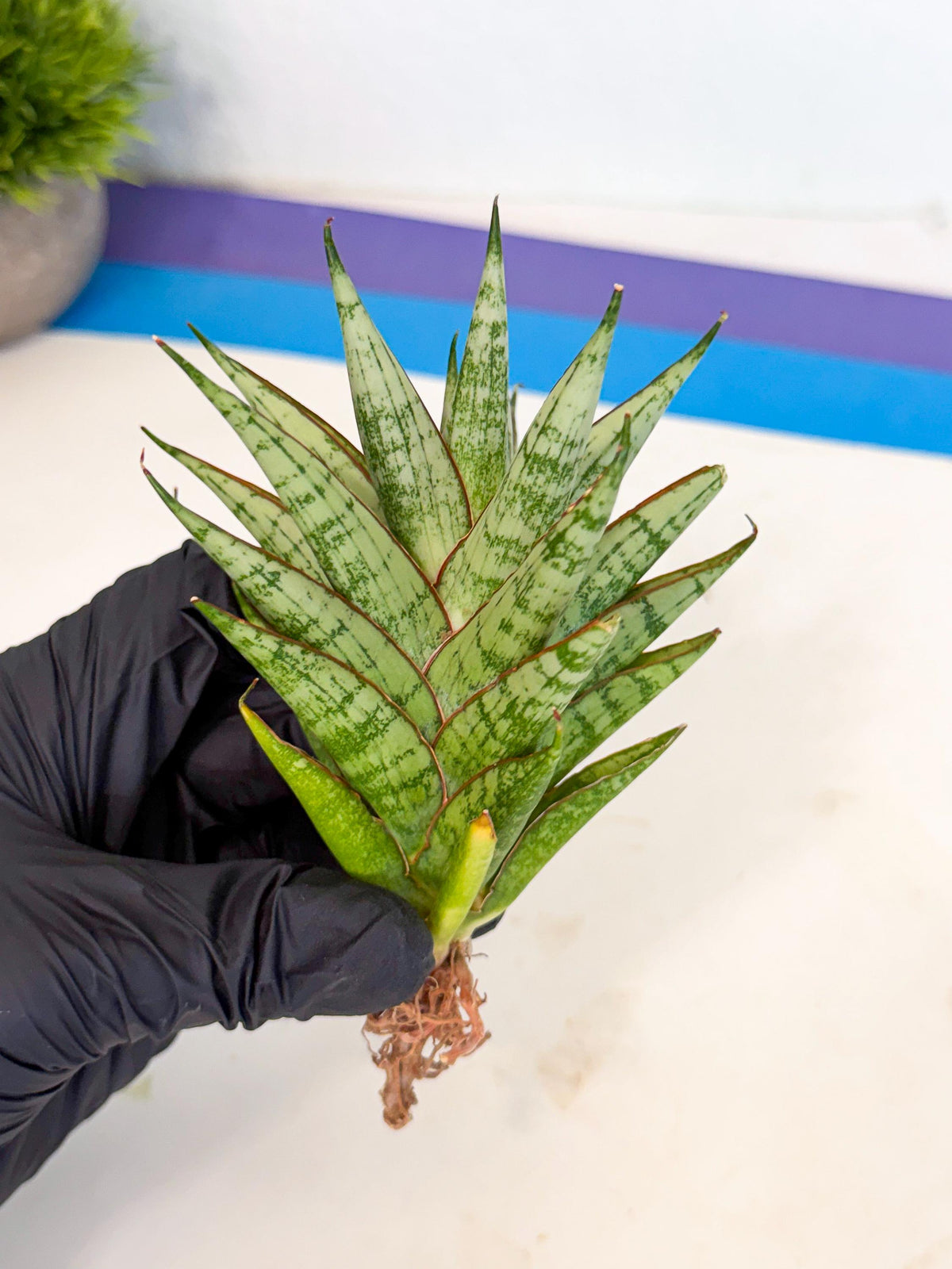Sansevieria Peridot (ca2) (6) | Imported Sansevieria