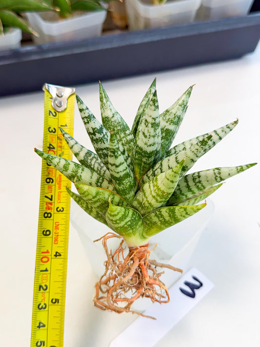 Sansevieria Zebra (ca3) (3) | Imported House Plants