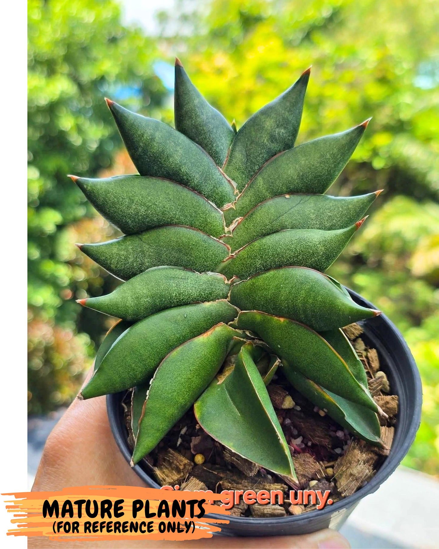 Sansevieria Siam Green Uny (Ca3) (6) | Imported Sansevieria