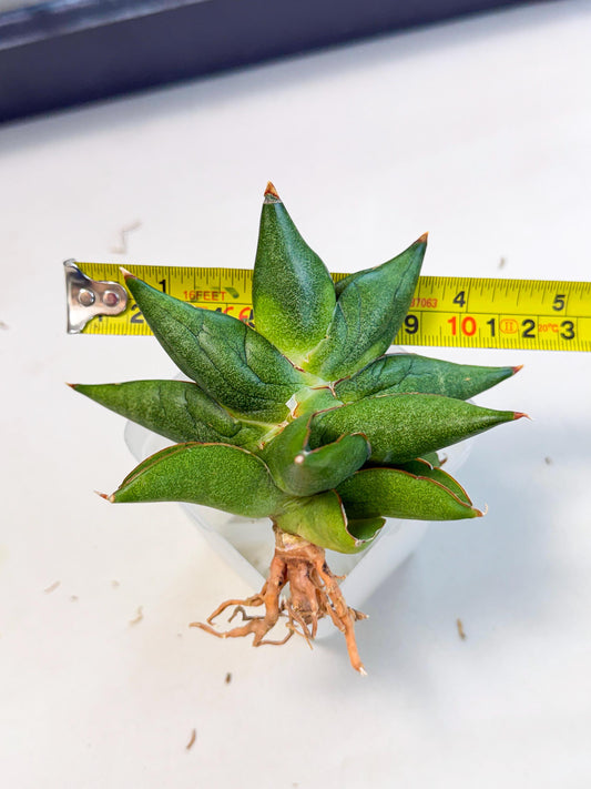 Sansevieria Siam Green Uny (Ca3) (5) | Imported Sansevieria