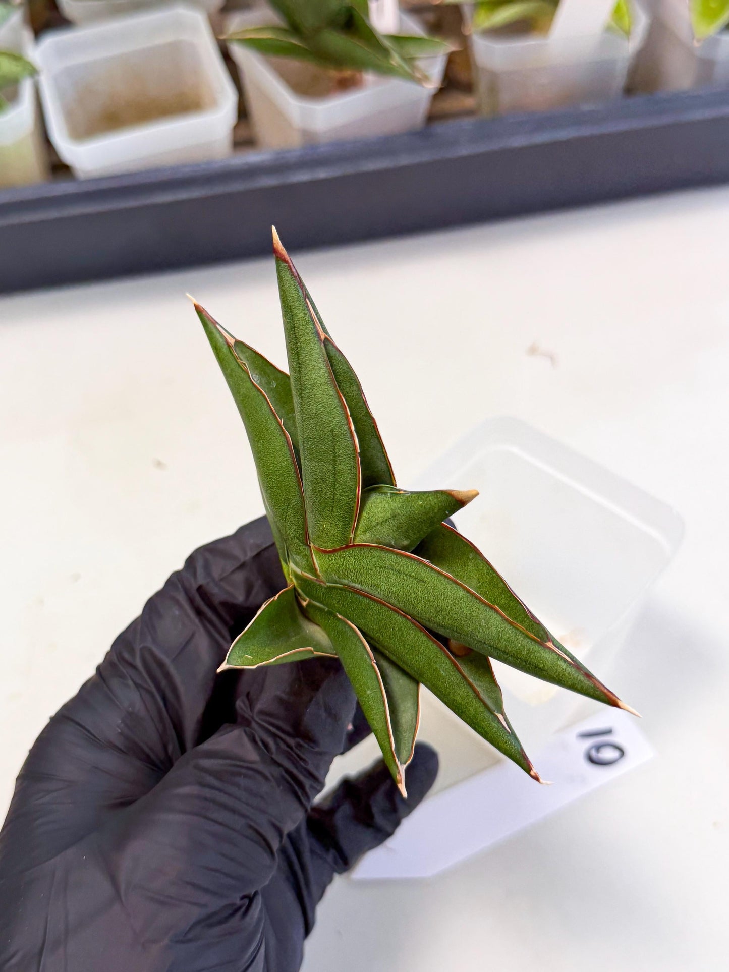 Sansevieria Sawasdee (ca3) (10) | Rare Snake Plant