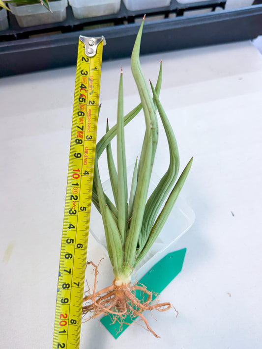 Sansevieria Dancing Dragon (ca4) (g) | Rare Hybrids
