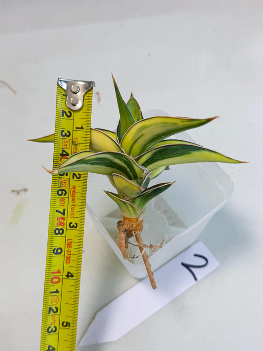 Sansevieria 23251 Var (ca4) (2) | Imported