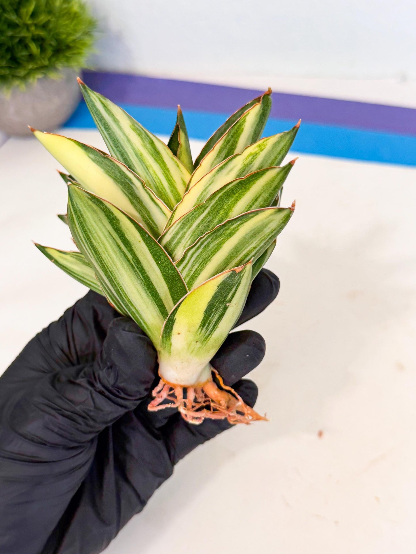 Sansevieria Adaman Var (ca4) (6) | Imported House Plants