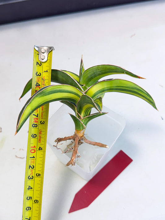 Sansevieria Robusta Narrow Leaf Var (ca4) (r) | Imported House Plants