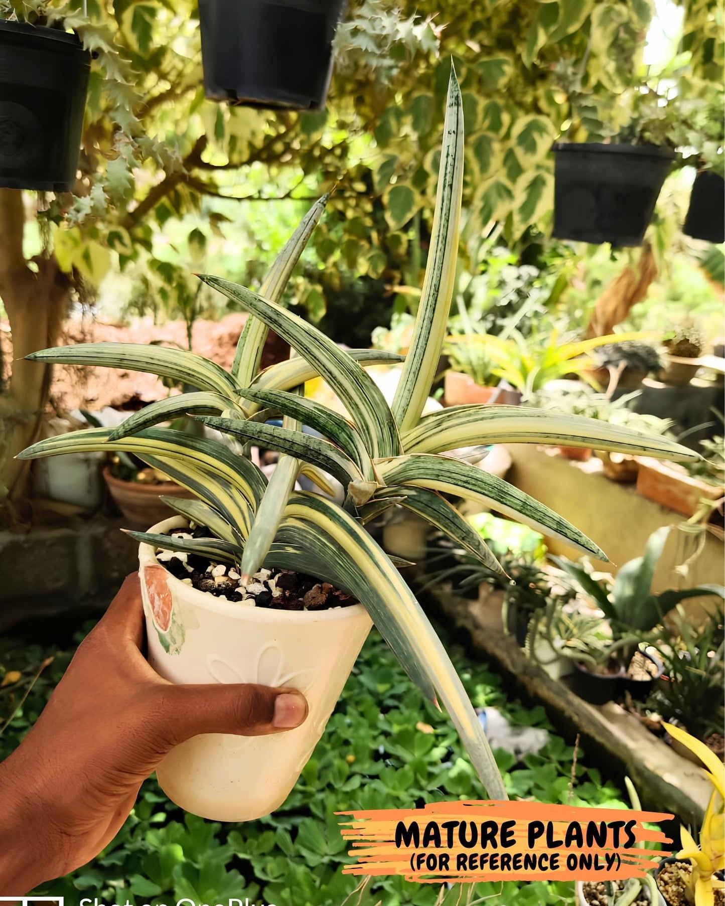 Sansevieria Lav 1970 var (ca4) (p) | Imported
