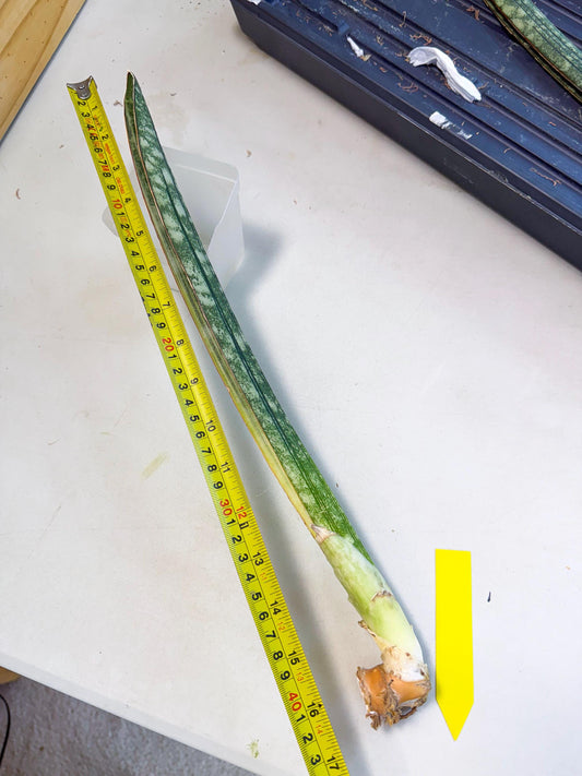 Sansevieria Malawi Bat Var (ca4) (y) | Imported