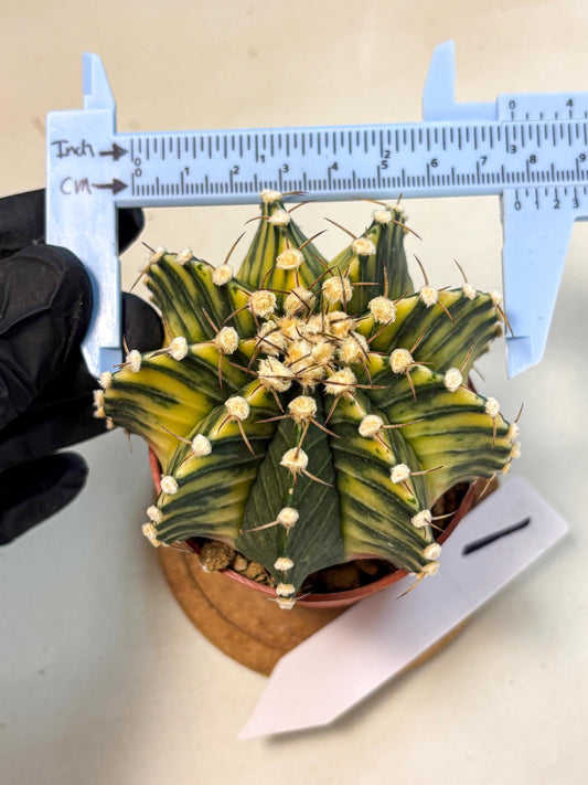 Gymnocalycium Lb Hybrid (gy4) (y1) | Mature Cactus