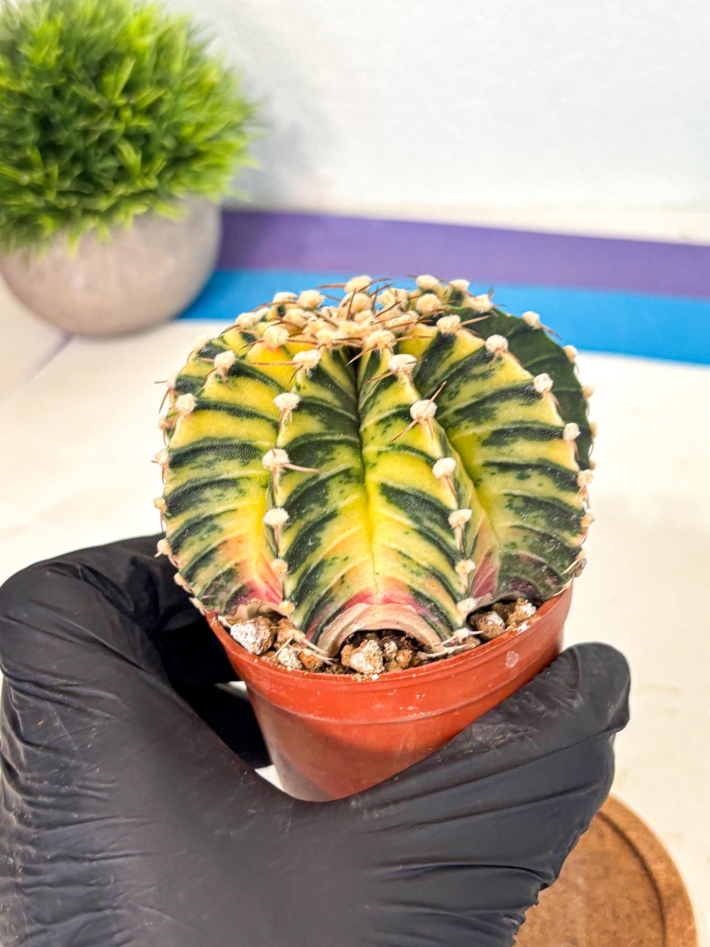 Gymnocalycium Lb Hybrid (gy4) (y1) | Mature Cactus