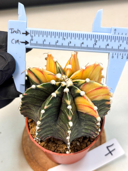 Gymnocalycium Lb Hybrid (gy4) (y4) | Mature Cactus