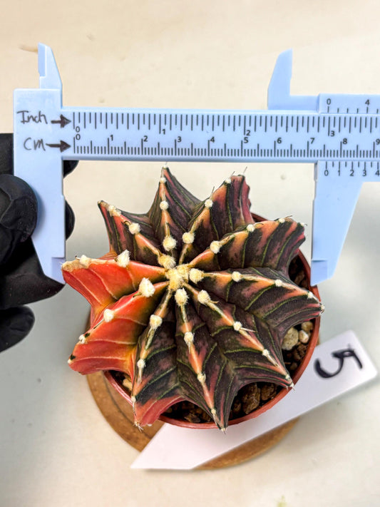 Gymnocalycium Lb Hybrid (gy4) (y5) | Mature Cactus