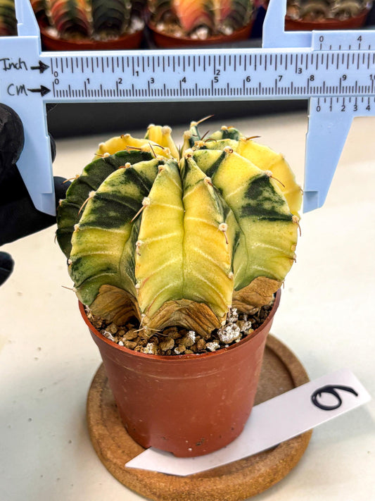 Gymnocalycium Lb Hybrid (gy4) (y6) | Mature Cactus