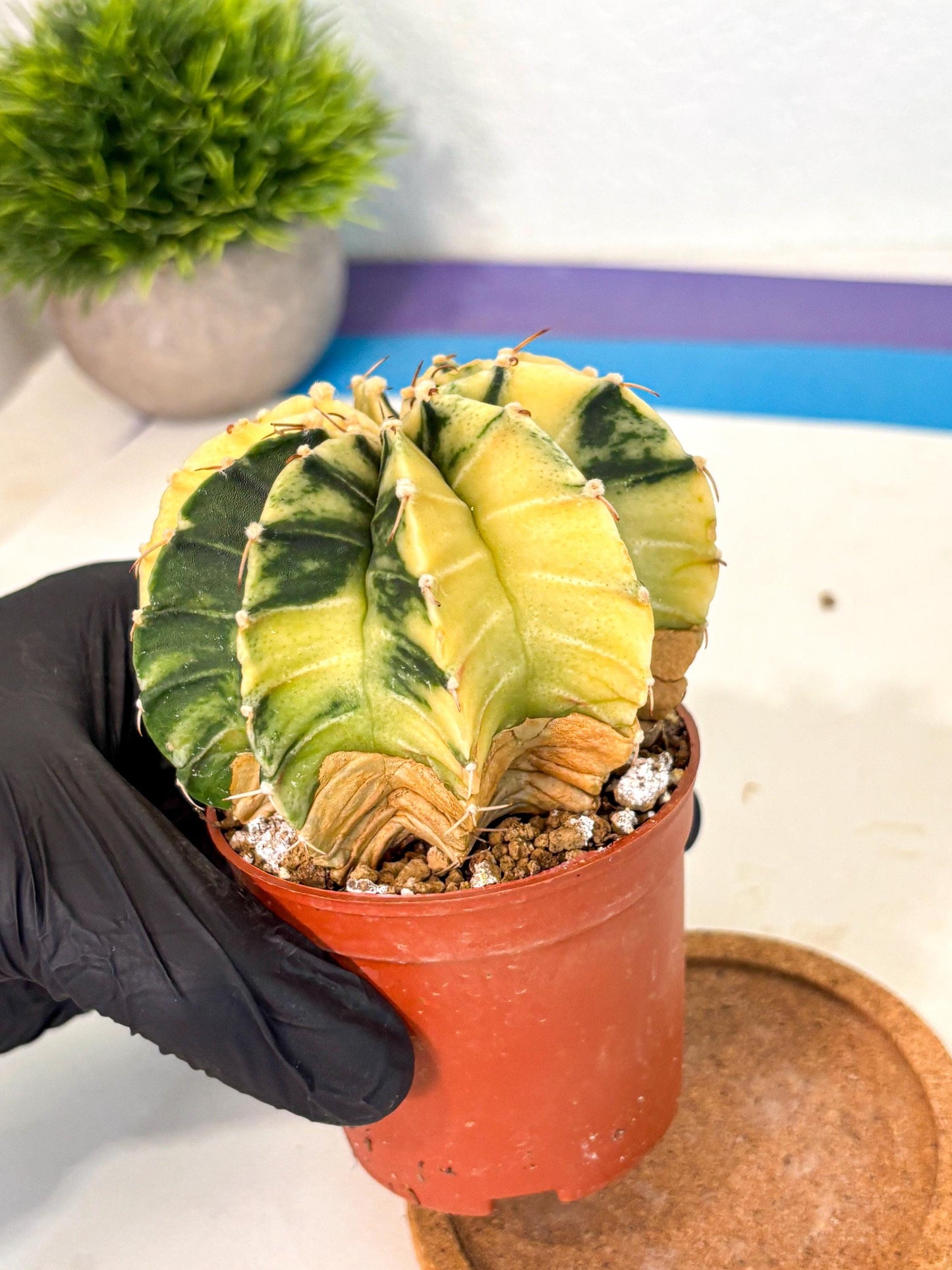 Gymnocalycium Lb Hybrid (gy4) (y6) | Mature Cactus