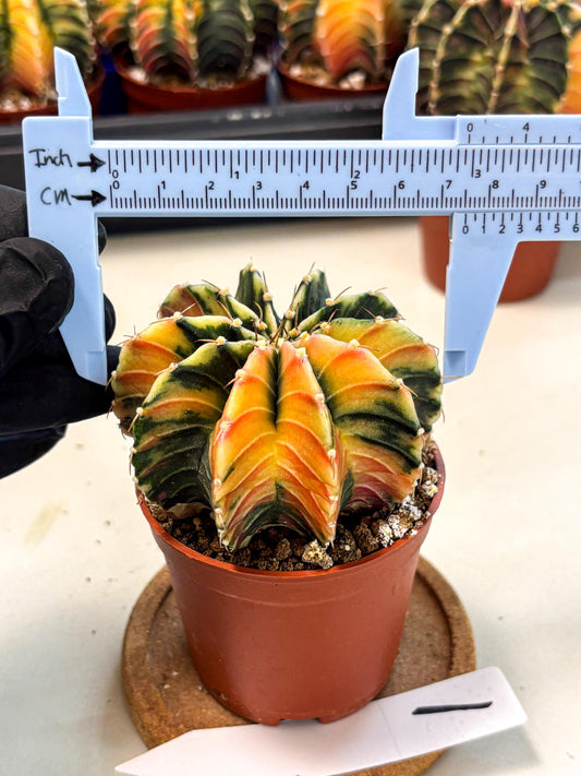 Gymnocalycium Lb Hybrid (gy4) (g1) | Mature Cactus