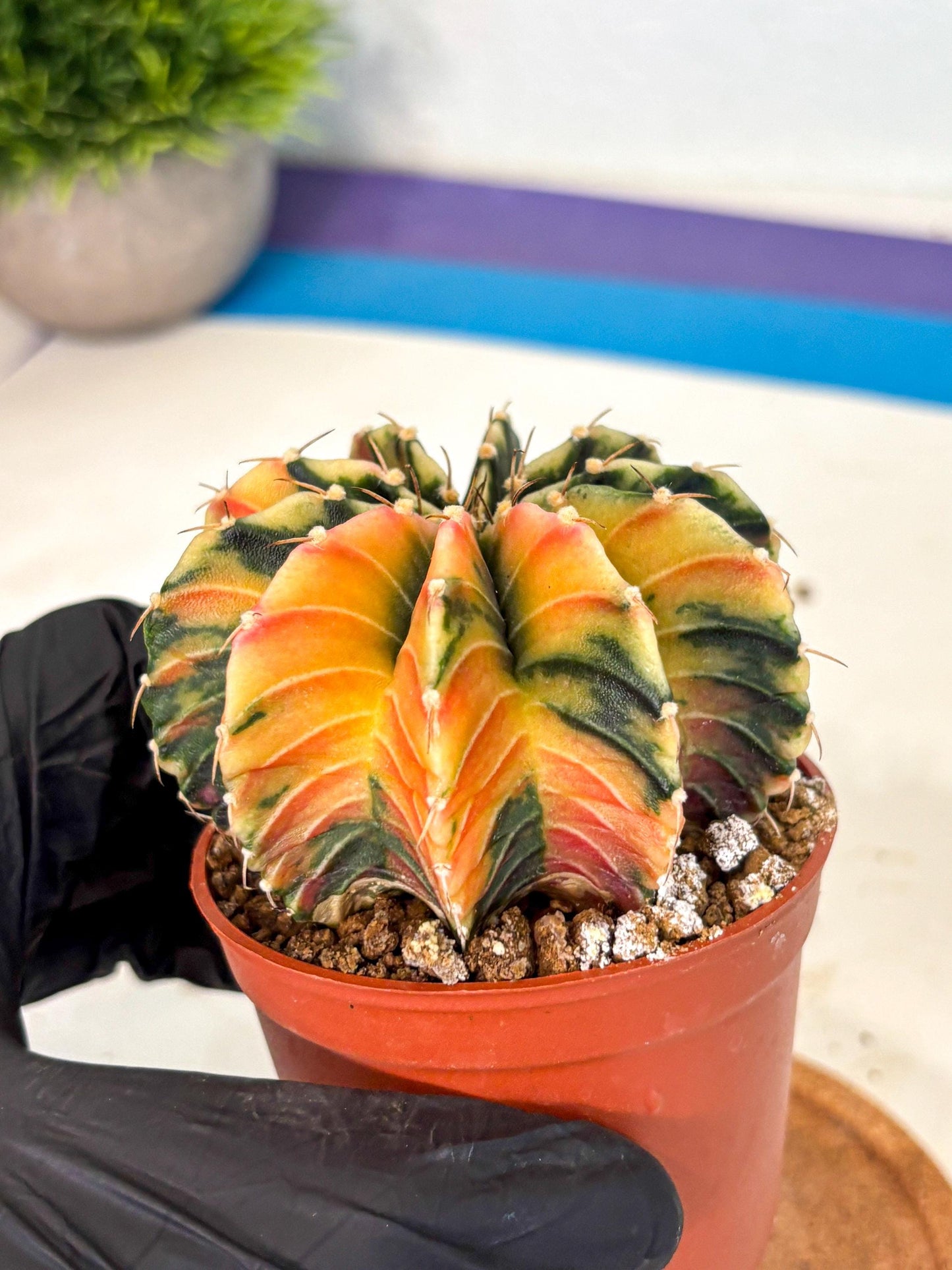 Gymnocalycium Lb Hybrid (gy4) (g1) | Mature Cactus