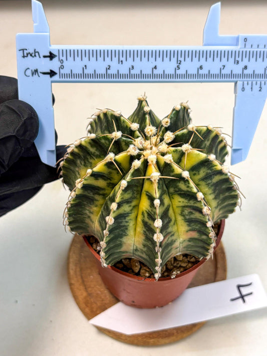Gymnocalycium Lb Hybrid (gy4) (g4) | Mature Cactus