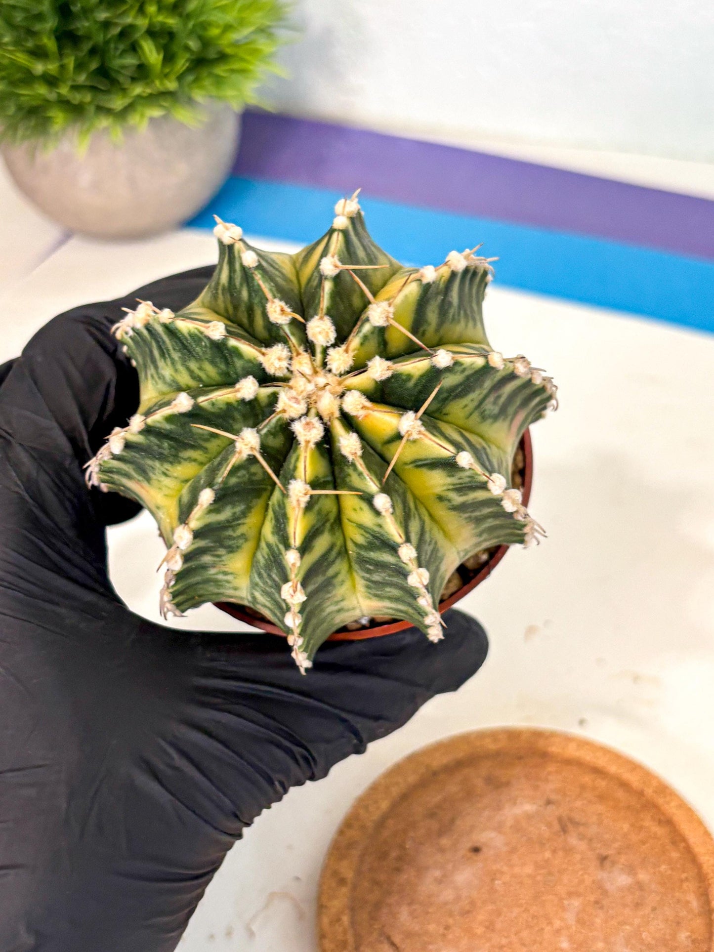 Gymnocalycium Lb Hybrid (gy4) (g4) | Mature Cactus