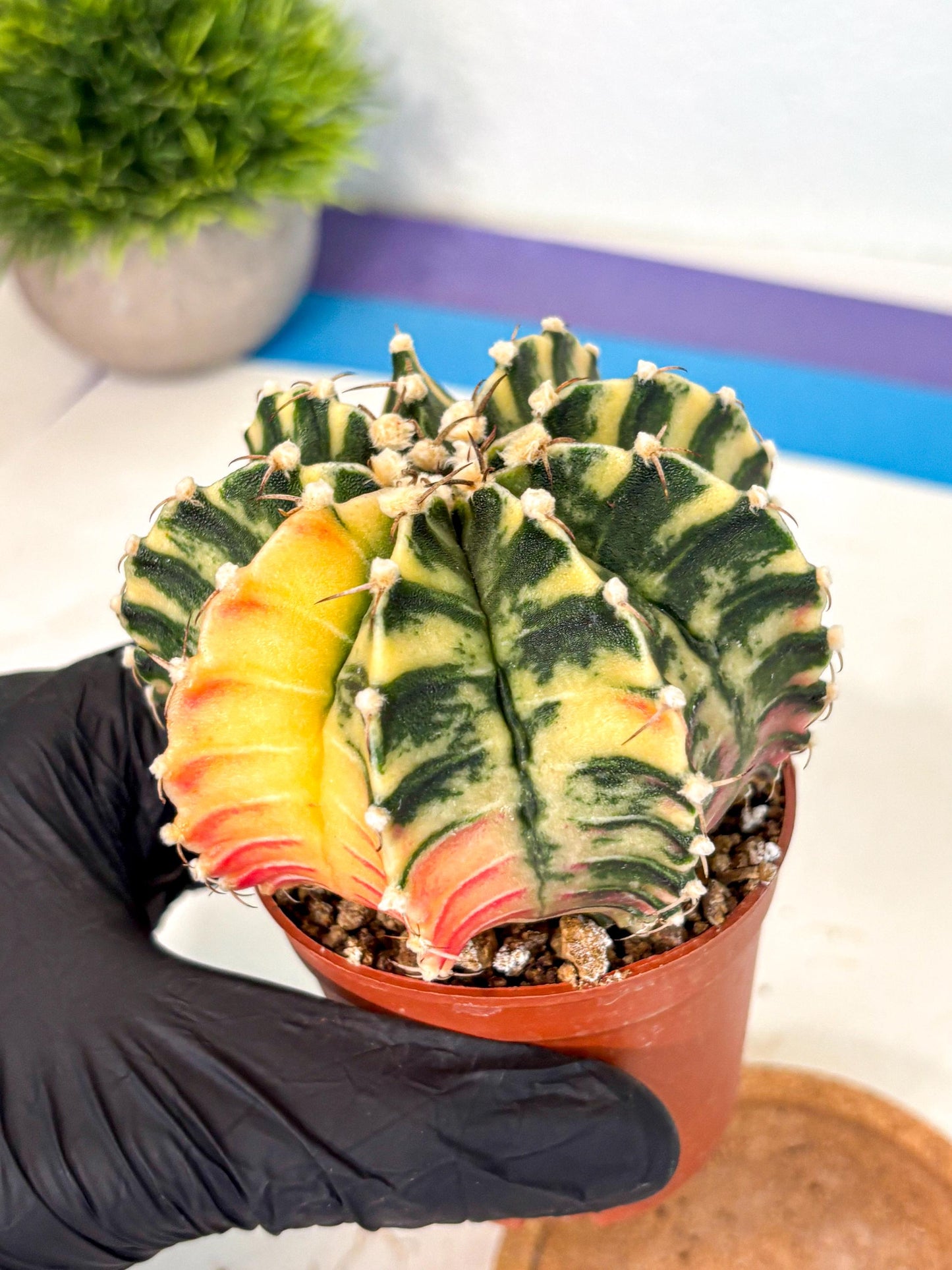 Gymnocalycium Lb Hybrid (gy4) (g5) | Mature Cactus